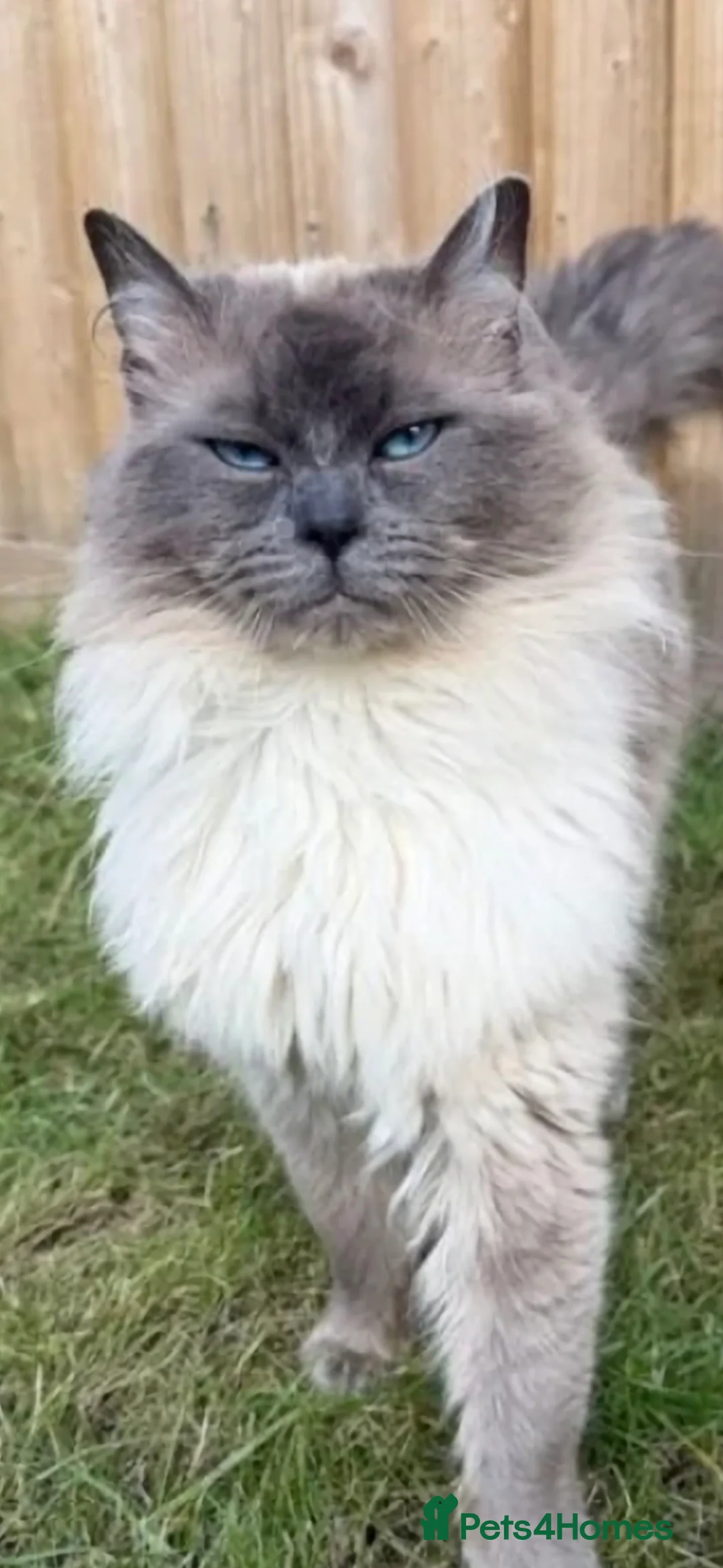 Ragdoll cats for sale: Ragdoll -Blue point, Male - Advert 2