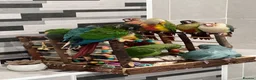 Conures birds for sale: Ready Now: Hand-Reared Baby Conures - Advert 8