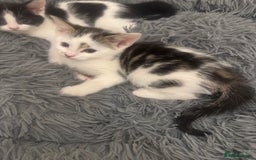Domestic Shorthair cats for sale: Unique & Precious Kittens Seeking Forever Homes - Image 23