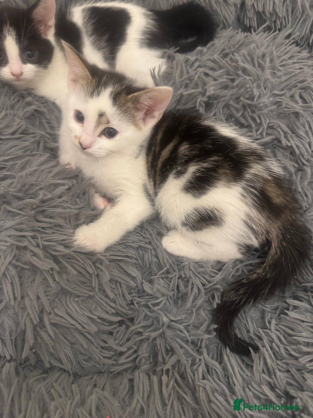Domestic Shorthair cats for sale: Unique & Precious Kittens Seeking Forever Homes - Image 23
