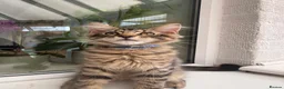 Maine Coon cats for sale: Maine Coon kittens 2 boys left 😊 - Advert 3