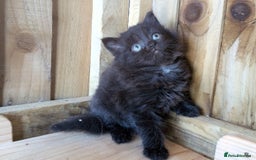 Maine Coon cats for sale: 6 Maine Coon X Polydactyl Kittens - Image 2