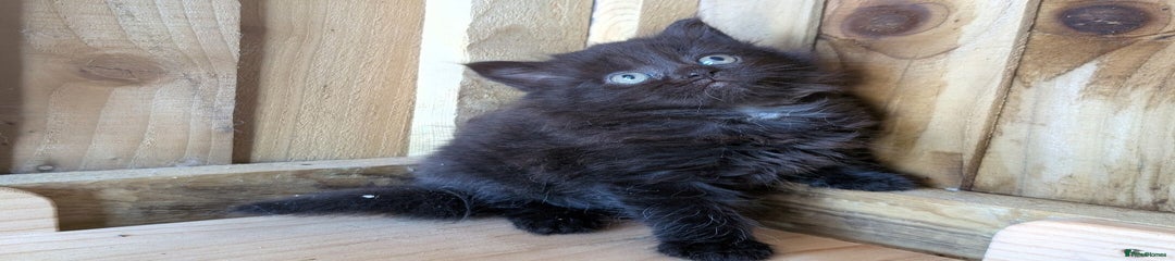 Black Fluffy Girl