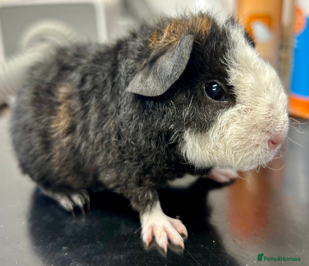 Guinea Pig rodents for sale: Teddy Guinea Pig Baby Boars - Image 25