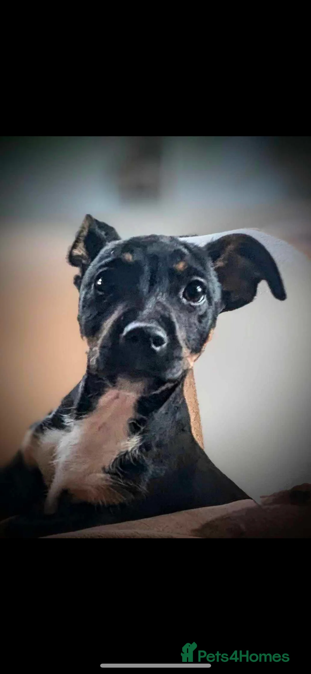 Jack Russell dogs for stud: Pure Male Jack Russell available for stud 🐶 in Holywell - Advert 2