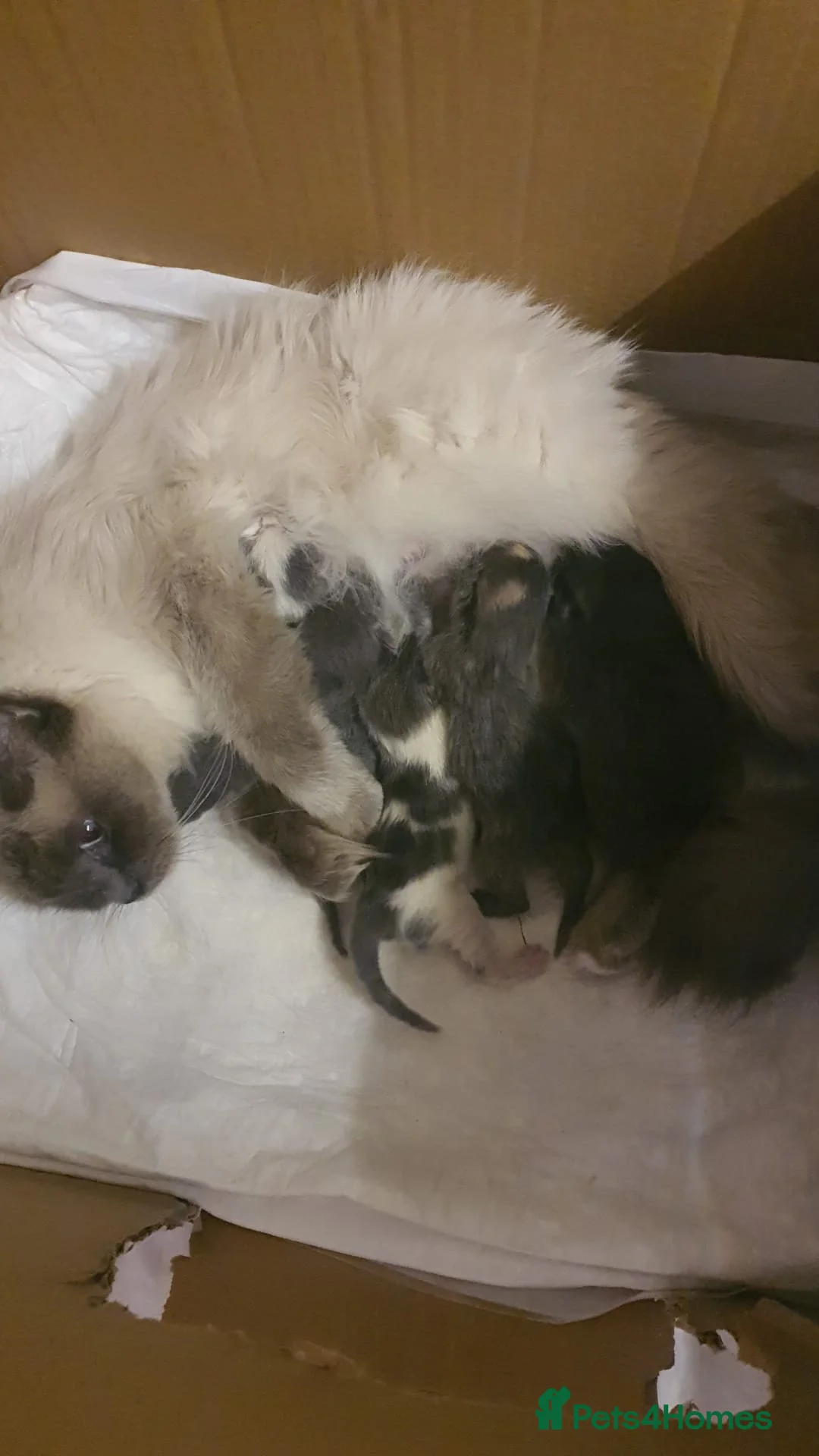 Ragdoll cats for sale: Ragdoll Mixed - Advert 1