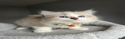 Ragdoll cats for sale: Registered Ragdolls kittens for sale LAST BOY - Advert 34