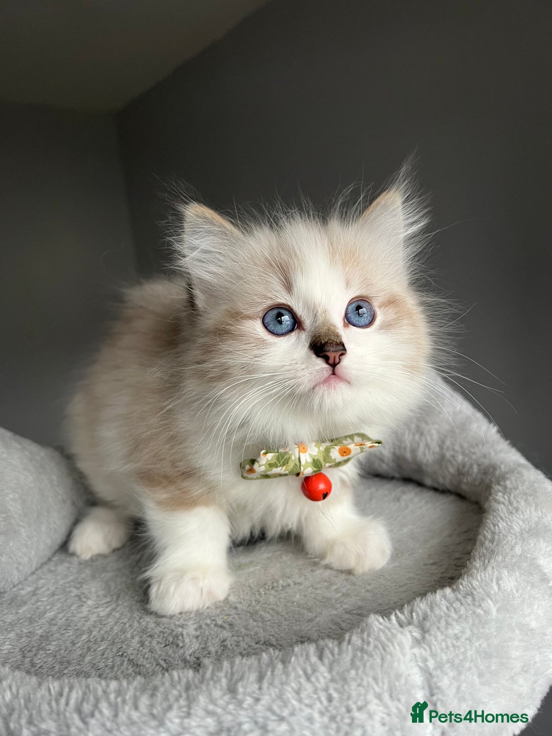 Ragdoll cats for sale: Registered Ragdolls kittens for sale LAST BOY - Advert 34