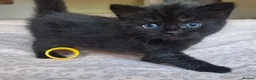Exotic cats for sale: 2 male exotic cross kittens  - Advert 10