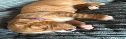 Cocker Spaniel dogs for sale: Working line cocker spaniel fantastic pedigree in Market Rasen - Advert 4