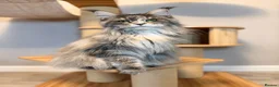 Maine Coon cats for sale: XL MAINE COON EUROPEAN LINES! Ready now!  - Advert 19