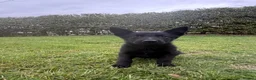 German Shepherd dogs for sale: STRONG ALERT PUPS - Advert 4