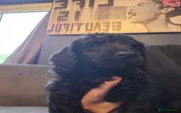 Cockapoo dogs for sale: F2 cockapoo puppies  - Image 5