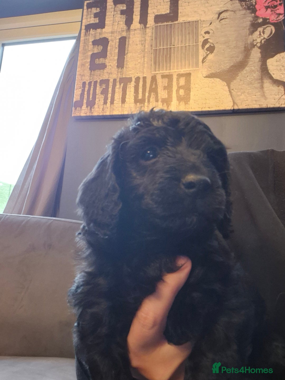 Cockapoo dogs for sale: F2 cockapoo puppies  - Image 5