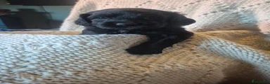 Cockapoo 7