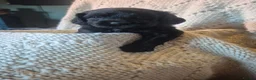 Cockapoo dogs for sale: F2 cockapoo puppies  in Cheltenham - Advert 3