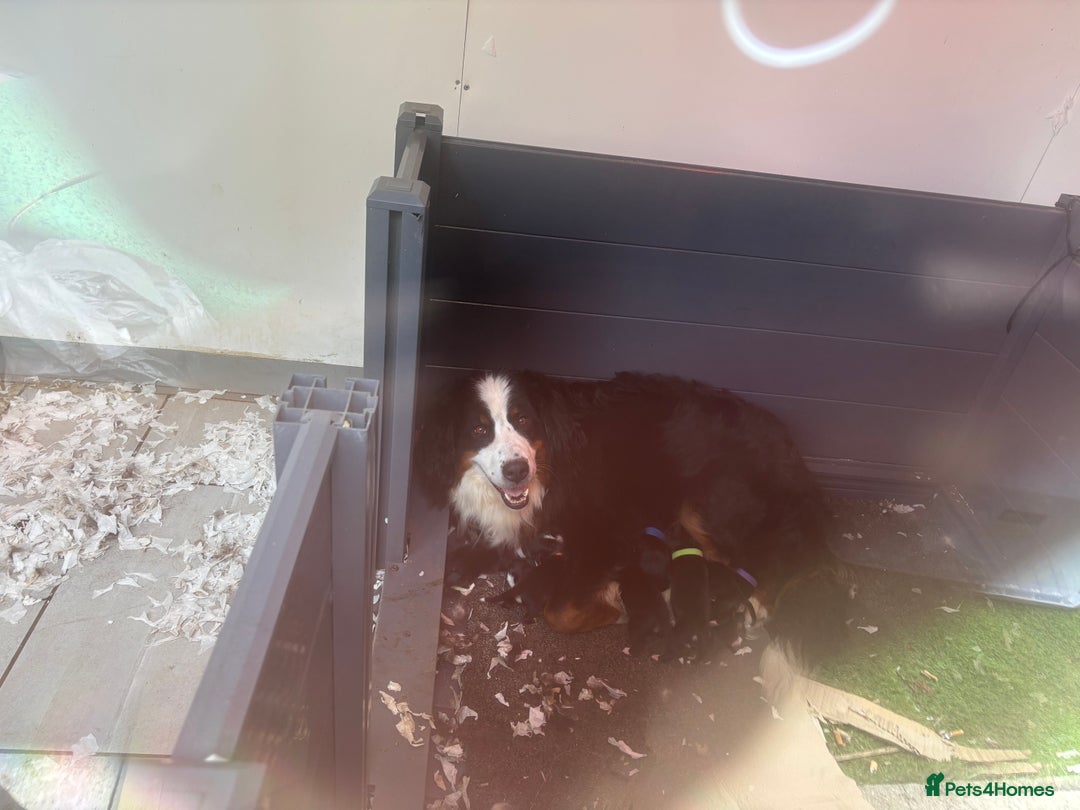 Bernese Mountain Dog dogs for sale: OUTSTANDING KC PEDIGREE HEALTH TESTED LITTER DUE - Image 5