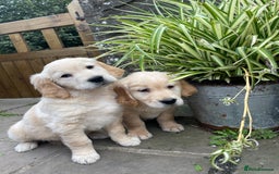 Golden Retriever dogs for sale: Beautiful litter of KC reg Golden Retriever pups  - Image 2