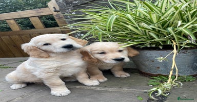 Golden Retriever dogs - Advert 4