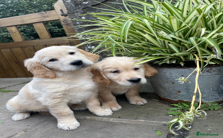 Golden Retriever dogs - Advert 4