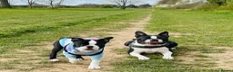 Boston Terrier dogs for stud: 🇺🇸 Boston Terrier For Stud 🇺🇸 in Croydon - Advert 19