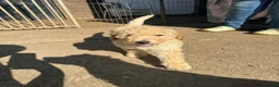 Miniature Poodle dogs for sale: Moyen Poodle puppies *READY NOW* - Advert 5