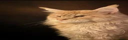 Maine Coon cats for stud: XL Cream TICA registered maine coon for stud  - Advert 4
