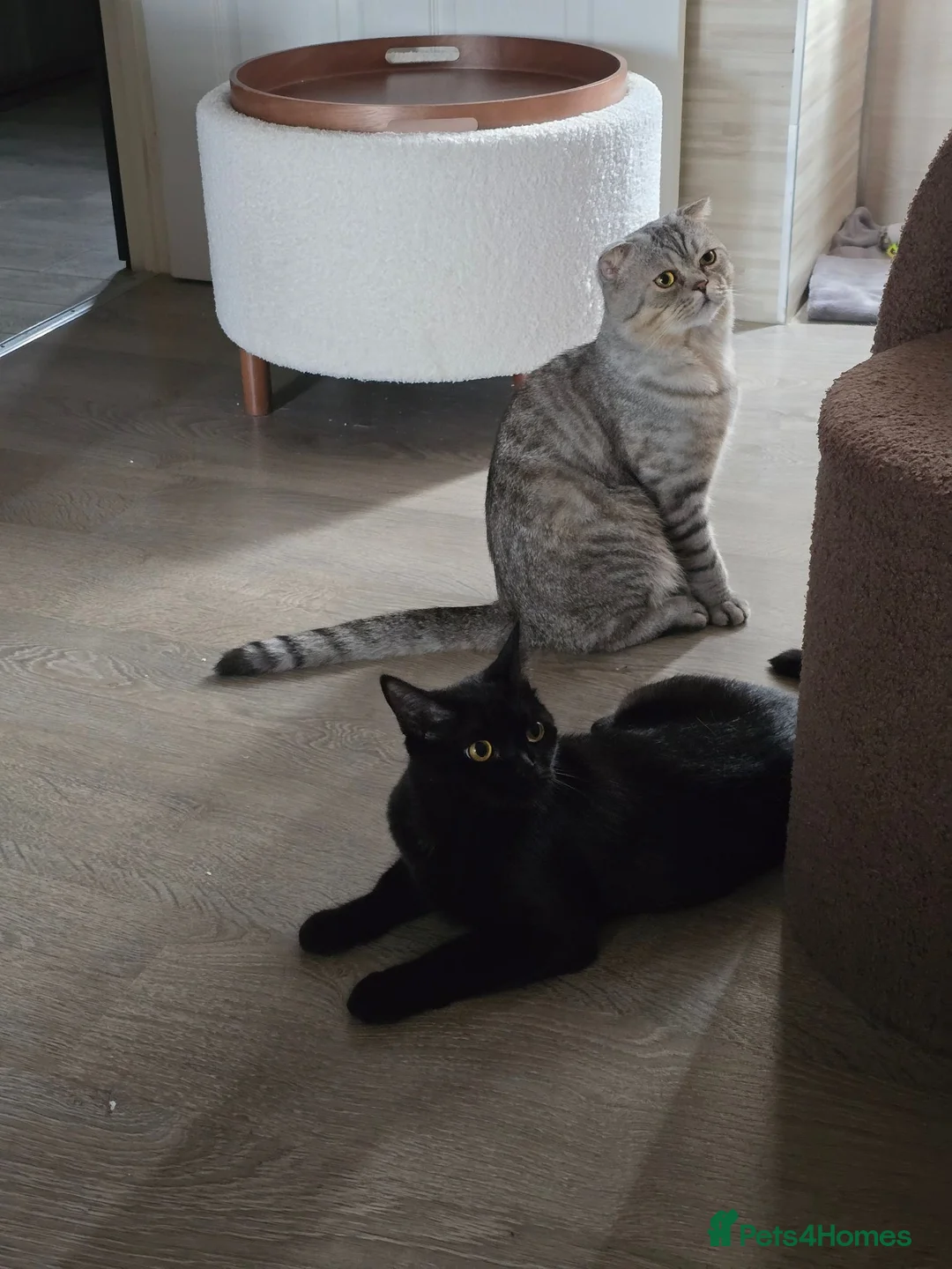 Scottish Fold cats for sale: Scottish fold girl - Advert 4
