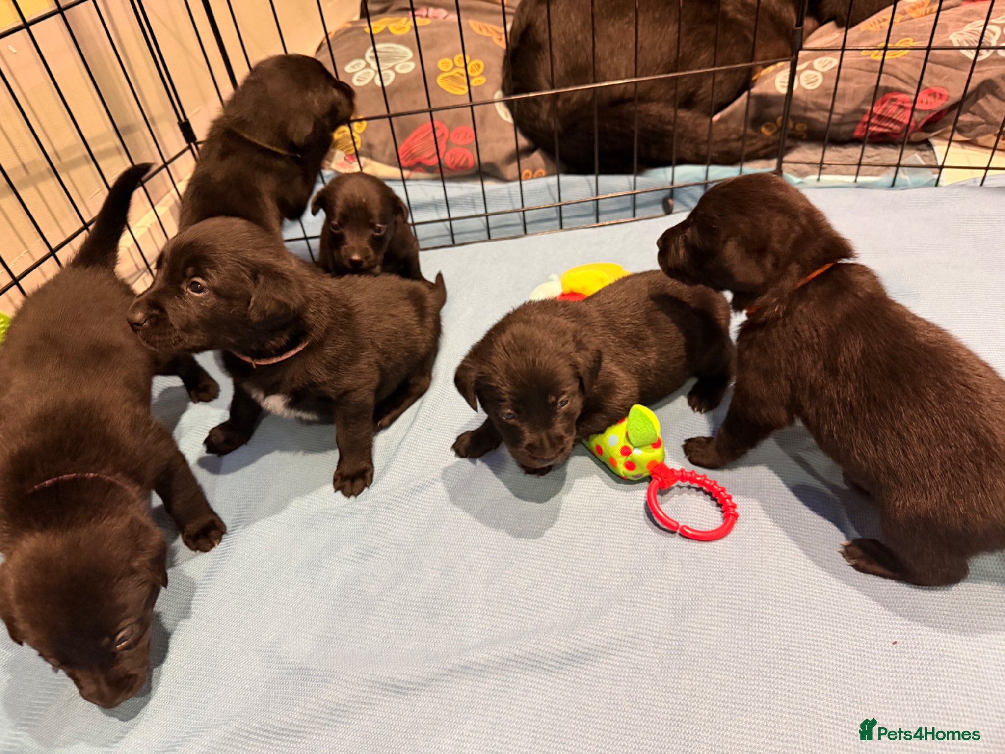 Borador dogs Borador puppies for sale - Advert 6