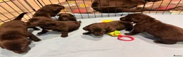 Borador dogs for sale: Borador puppies for sale - Advert 1