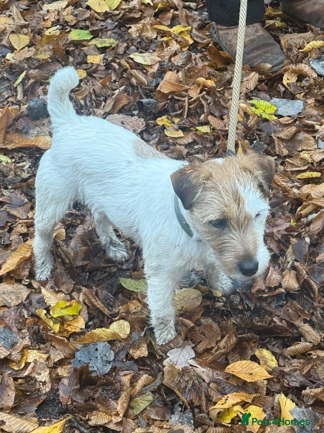 Parson Russell dogs for sale: Little male parson Russell terrier  - Advert 3