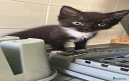 British Longhair cats for sale: 1 Male and 1 Female British Longhair cross kittens - Image 6