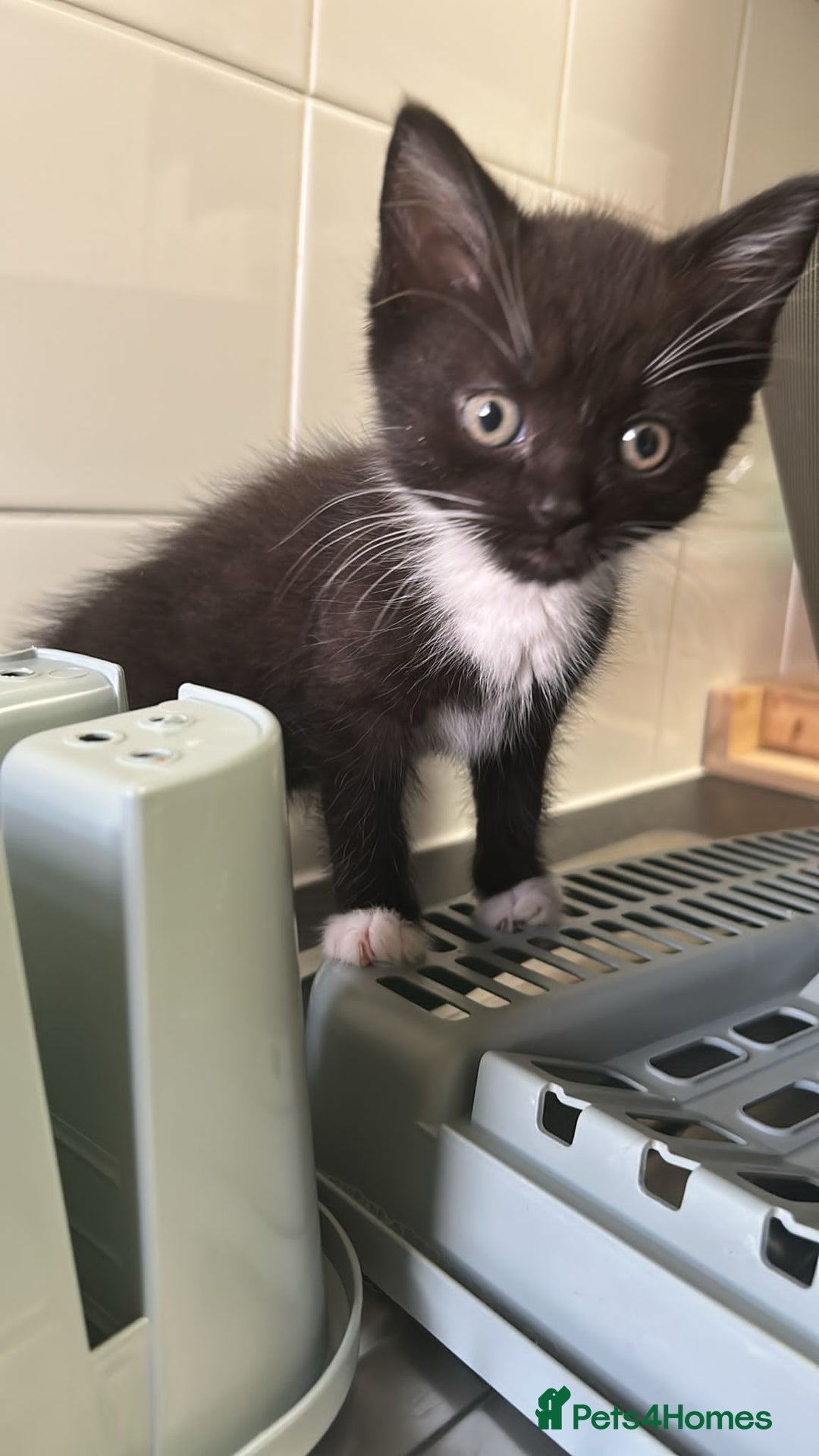 British Longhair cats for sale: 1 Male and 1 Female British Longhair cross kittens - Image 6