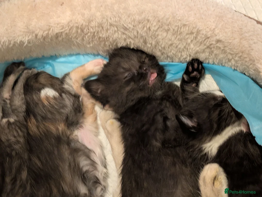Mixed Breed cats for sale: Maine Coon x British Shorthair - Advert 22