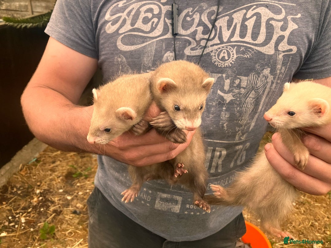 Ferret rodents for sale: 5 working stock ferret kits ready to go - Image 6