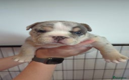 English Bulldog dogs for sale: Chunky English Bulldog Puppies  - Image 7