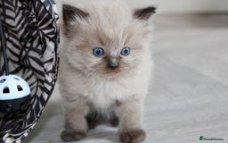 Ragdoll cats for sale: 💎 OUTSTANDING QUALITY MINK ragdoll kittens 💎 - Image 7