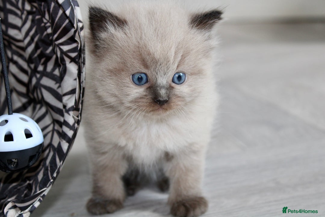 Ragdoll cats for sale: 💎 OUTSTANDING QUALITY MINK ragdoll kittens 💎 - Image 7