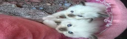 Ragdoll cats for sale: Pure breed healthy Ragdolls  - Advert 10