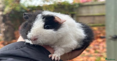 Guinea Pig rodents Baby guinea pigs - Advert 16
