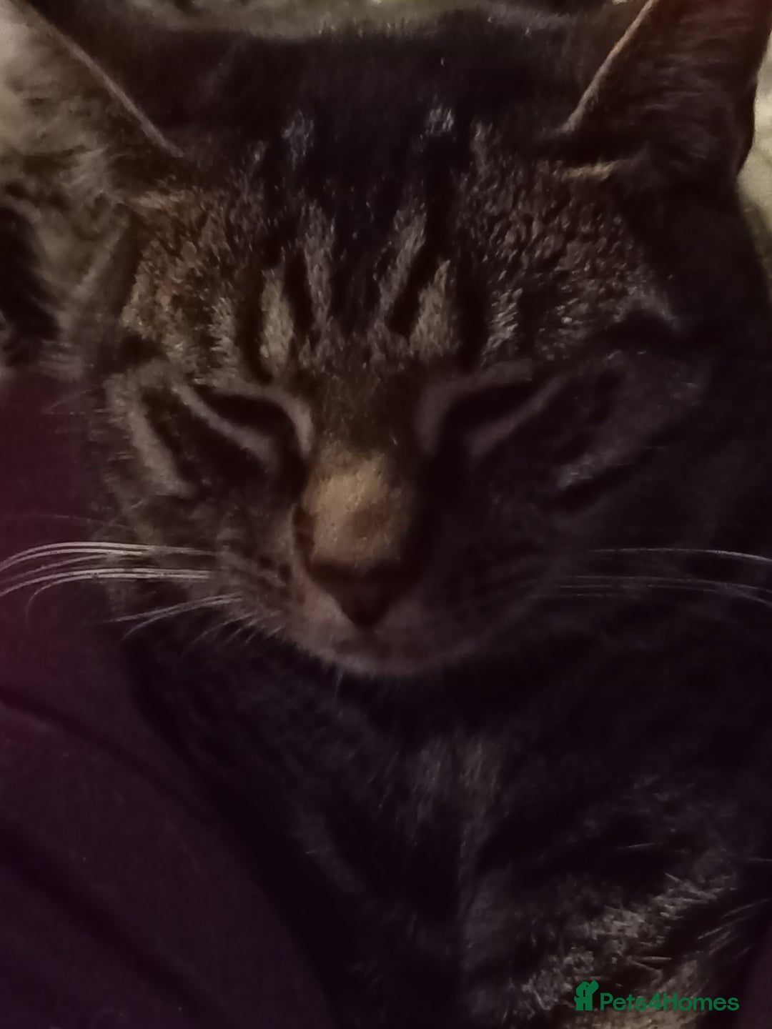 Mixed Breed cats for sale: Cat aged 1 called Kiara - Advert 4