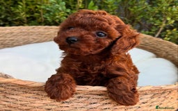Toy Poodle dogs for sale: Purebred Toy Poodles Puppies Loving Homes! - Image 6