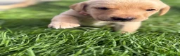 Labrador Retriever dogs for sale: Labrador Puppies for sale - Advert 20