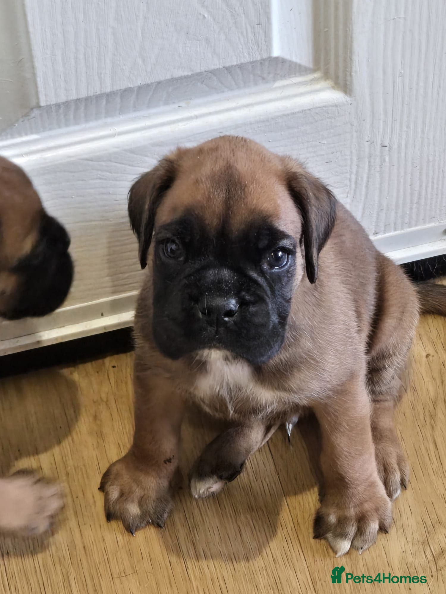 Boxer dogs Boxer Puppies Ready soon - Advert 1