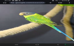 Parakeets birds for sale: Blue and red plum headed parakeets  - Image 5