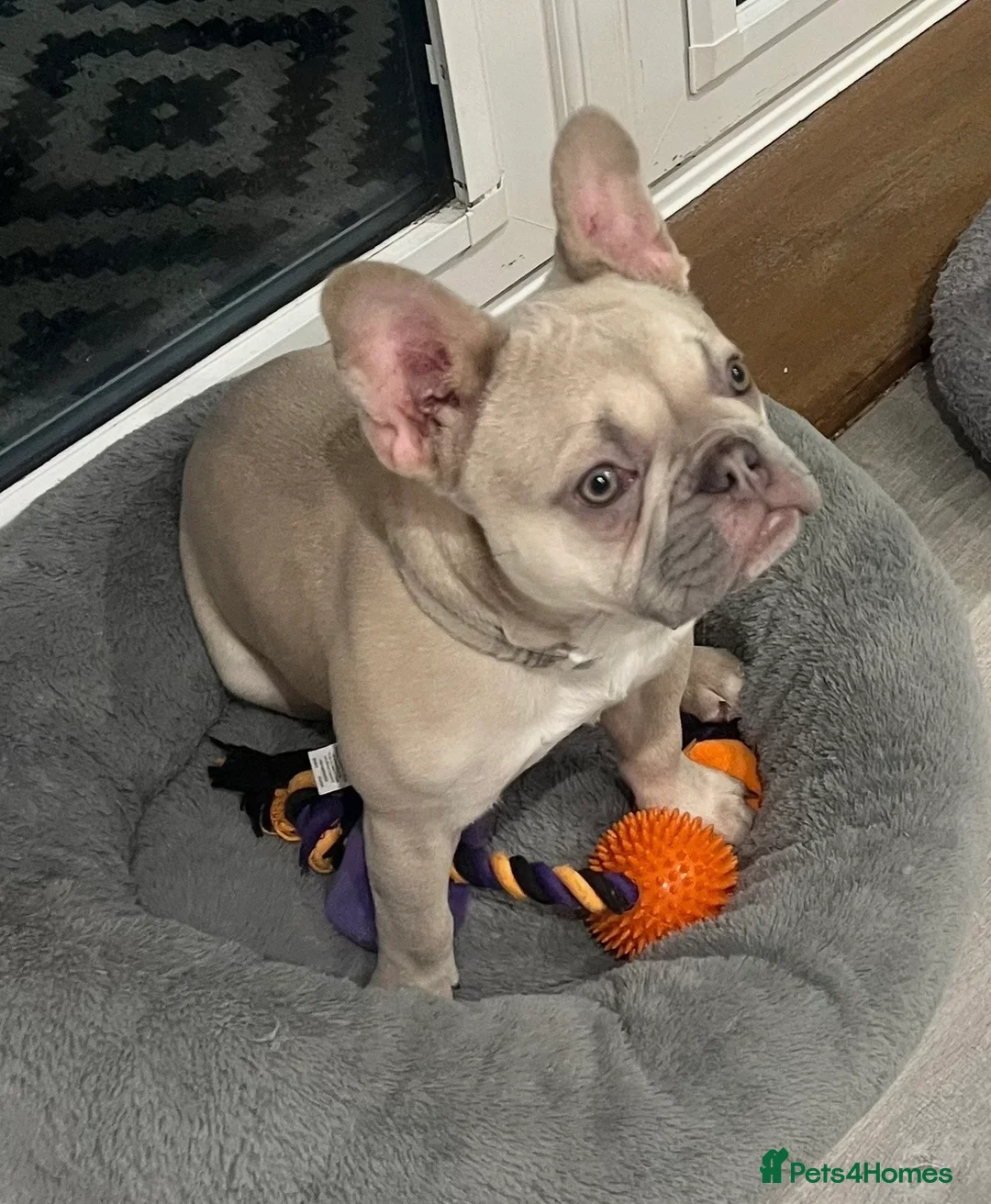 French Bulldog dogs for sale: Beautiful Female blue fawn French bulldog puppy - Advert 1