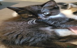 Domestic Shorthair cats for sale: 3 playful kittens - Image 6