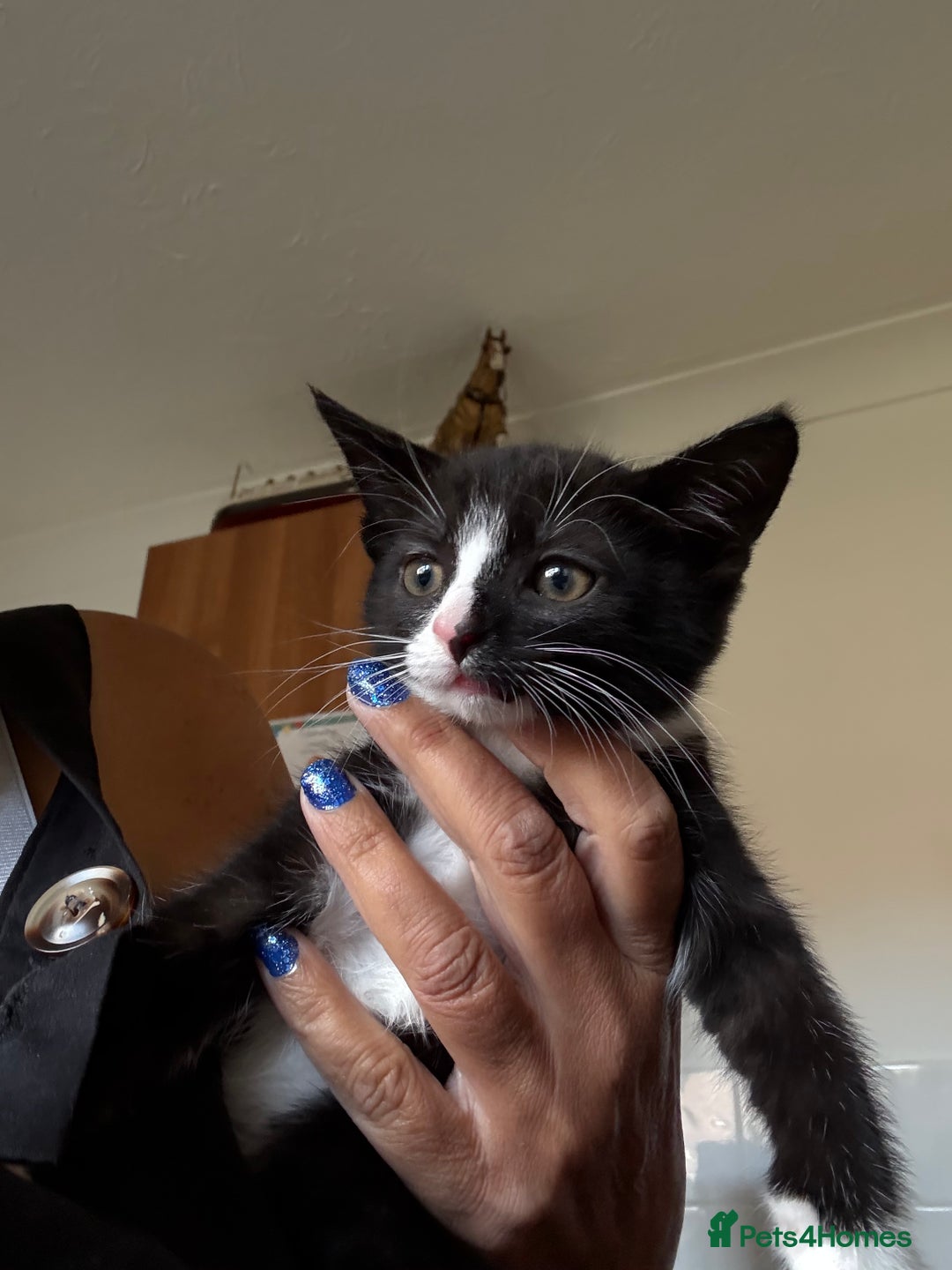 Mixed Breed cats for sale: Kittens ready to leave ferndown area - Image 1
