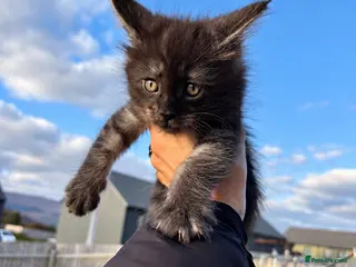 Maine Coon cats 🖤LAST BLACK SMOKE GIRL🖤 - Advert 5