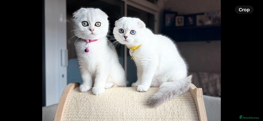 Scottish Fold cats for sale: Beautiful TICA Registered Scottish Girl Kittens - Image 7